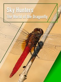 Xem phim Sky Hunters - The World of Dragonfly